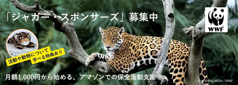 ジャガーの画像