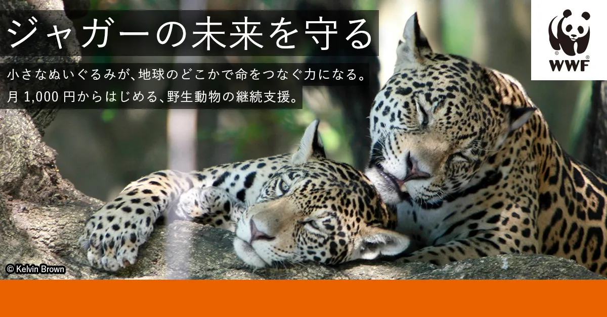 ジャガーの画像