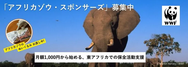 アフリカゾウの画像