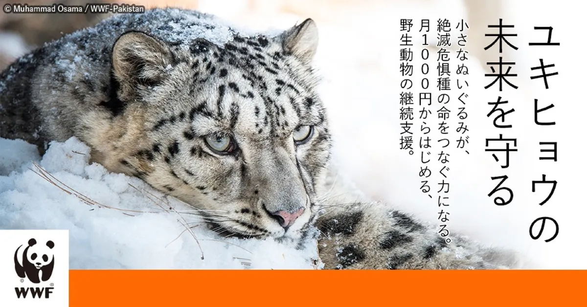 ユキヒョウの画像