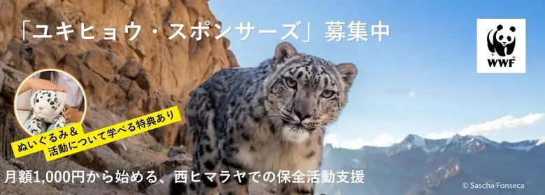 ユキヒョウの画像