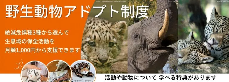 【寄付のお願い】スポンサーになろう｜野生動物アドプト制度