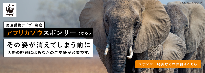 SOKNOTにおけるアフリカゾウ保護 2023年活動報告 ｜WWFジャパン