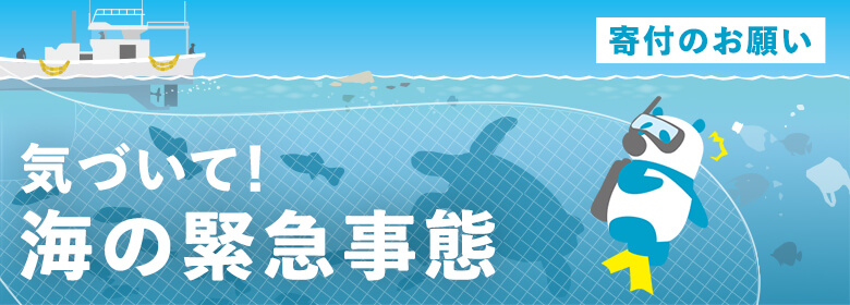 寄付のお願い:海の環境を守る取り組みをぜひご支援ください