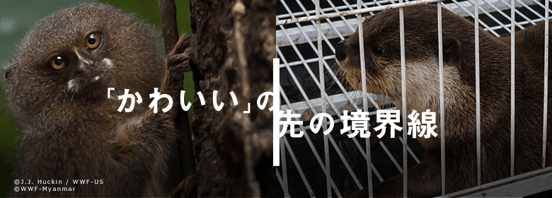 ご寄付のお願い：「かわいい」の先の境界線｜WWFジャパン