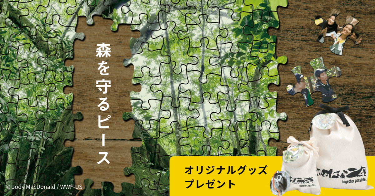 ご寄付のお願い　森を守るピース