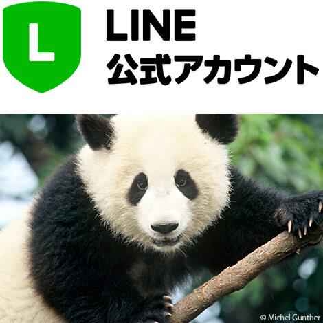 LINE