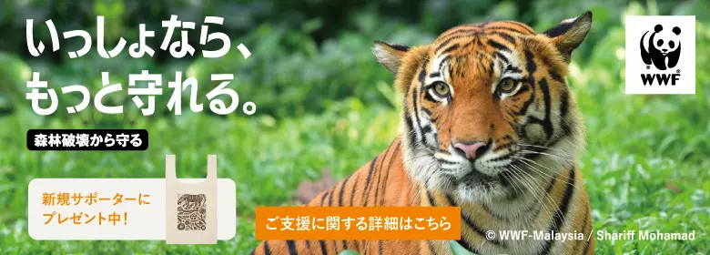 日本に生息する2種のクマ、ツキノワグマとヒグマについて ｜WWF