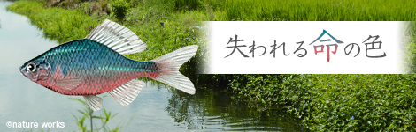 【寄付のお願い】失われる命の色 田んぼの魚たちと自然を守るために、ぜひご支援ください！