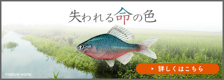 【寄付のお願い】失われる命の色 田んぼの魚たちと自然を守るために、ぜひご支援ください！