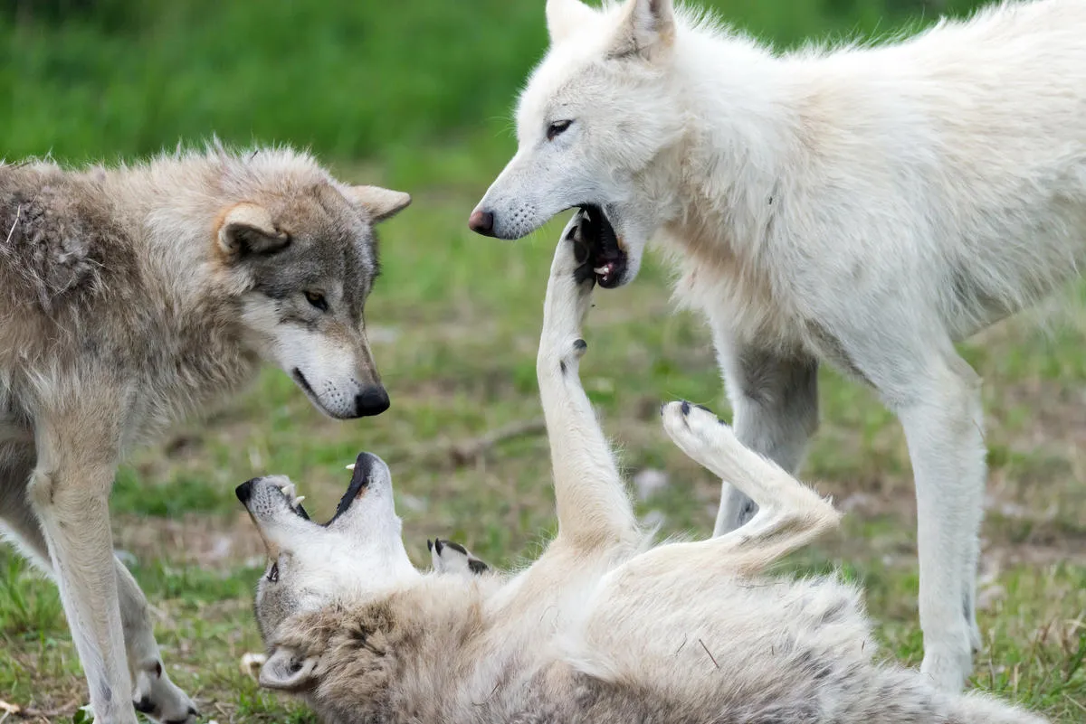 ハイイロオオカミ（Canis lupus）。日本にもかつてその亜種であるニホンオオカミ（Canis lupus hodophilax）とエゾオオカミ（Canis lupus hattai）が生息していましたが、どちらも1900年ごろに絶滅したと考えられています。
