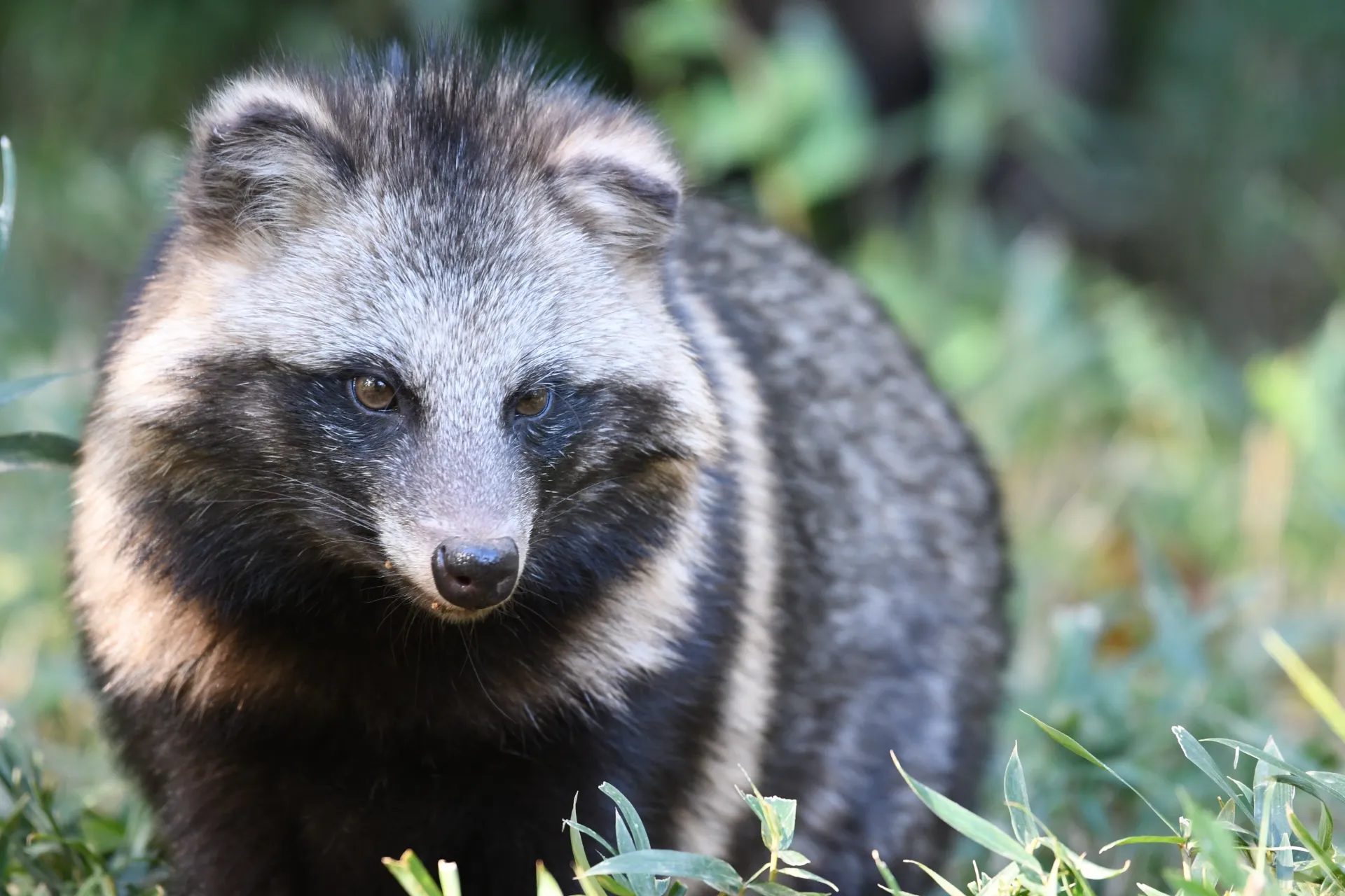 ホンドタヌキ（Nyctereutes viverrinus viverrinus）。日本全国に広く生息しており、住宅街でも見られます。鳥獣保護法により原則捕獲が禁止されています。