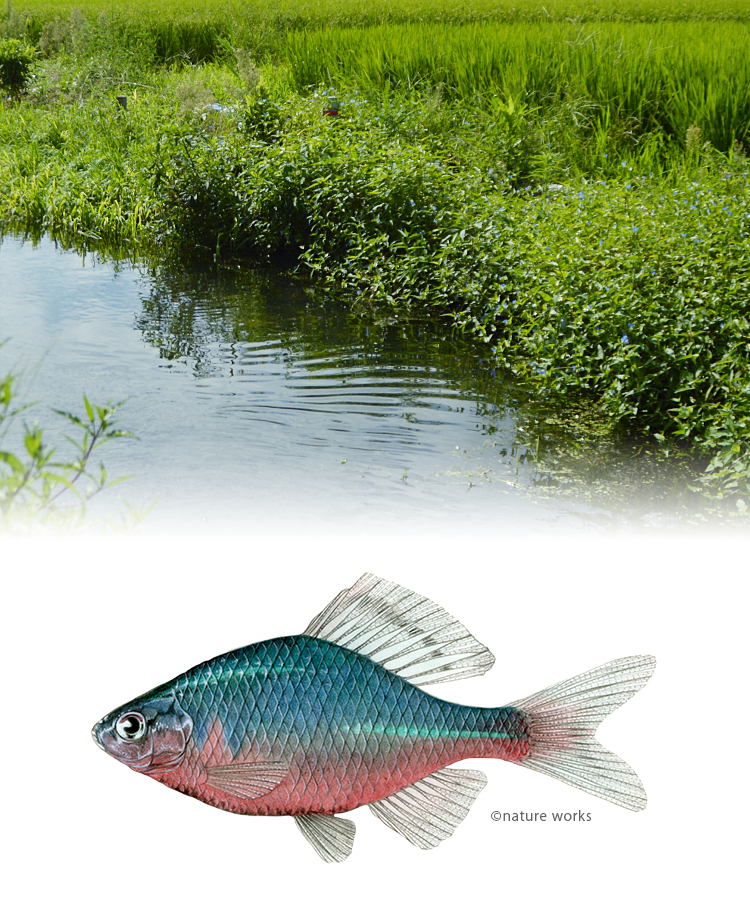 【寄付のお願い】失われる命の色 田んぼの魚たちと自然を守るために、ぜひご支援ください！