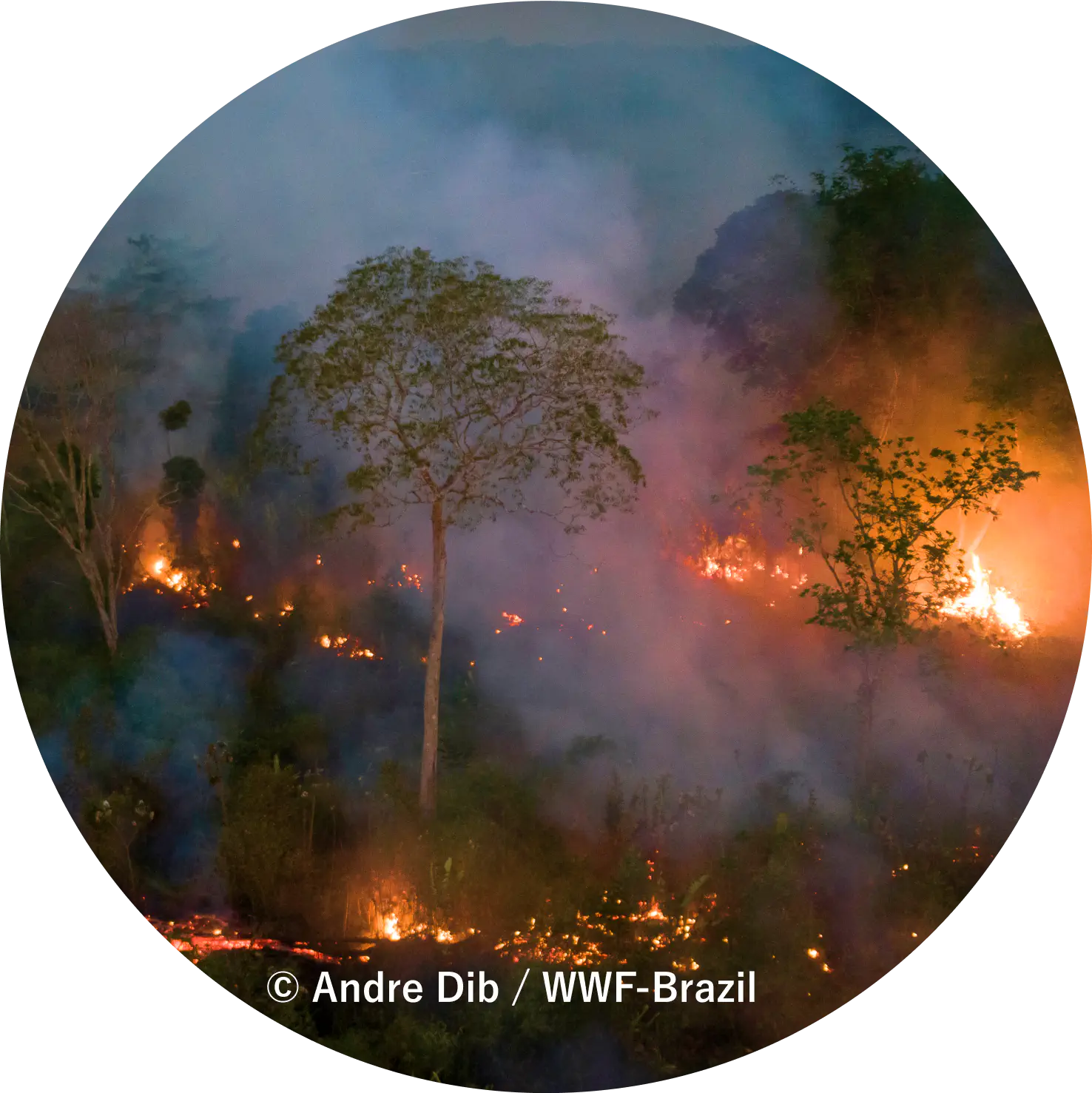 &copy; Andre Dib / WWF-Brazil