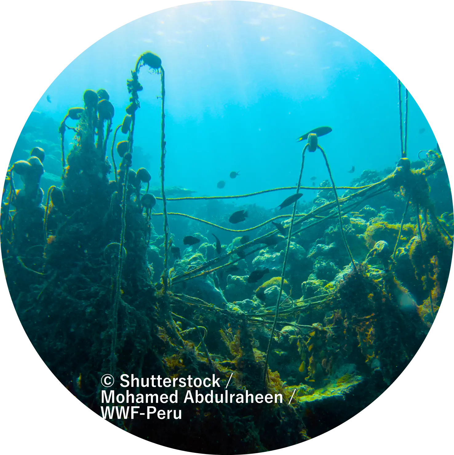 &copy; Shutterstock / Mohamed Abdulraheen / WWF-Peru