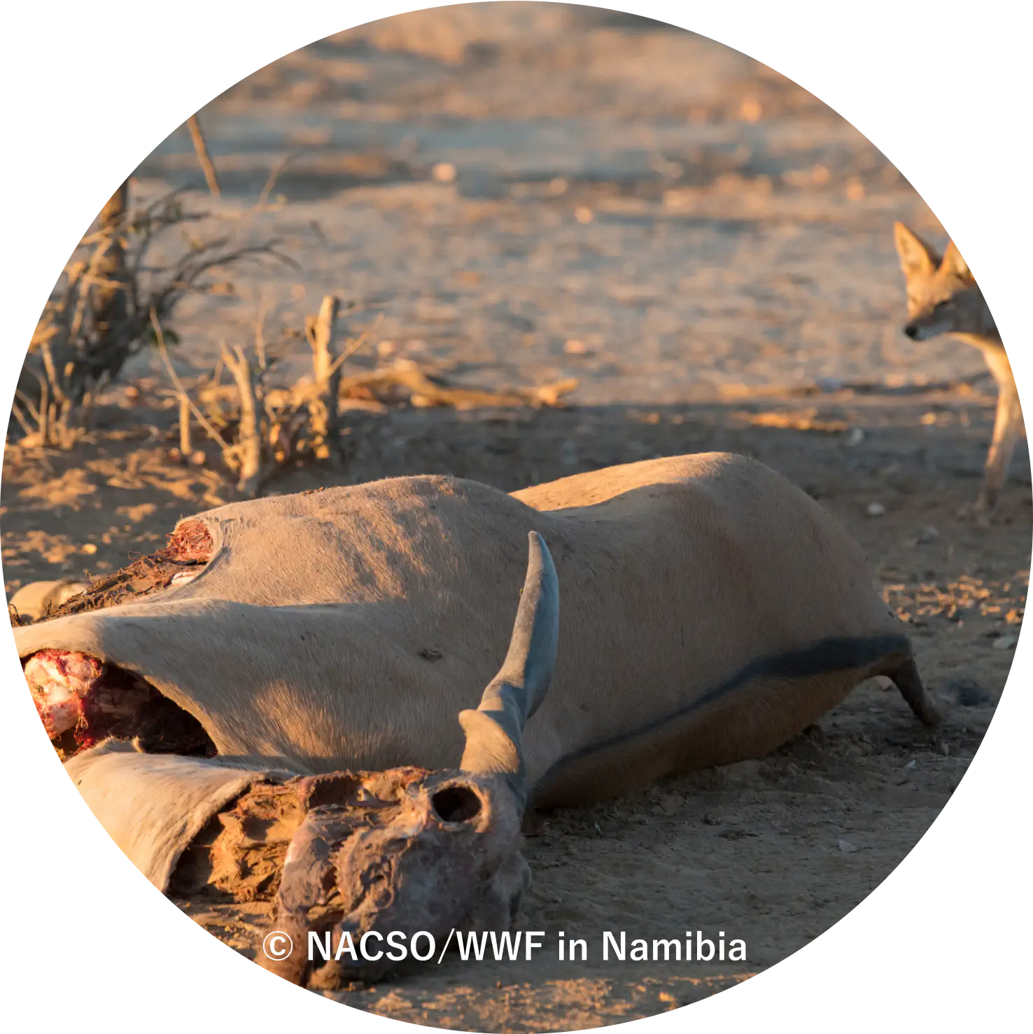 &copy; NACSO/WWF in Namibia