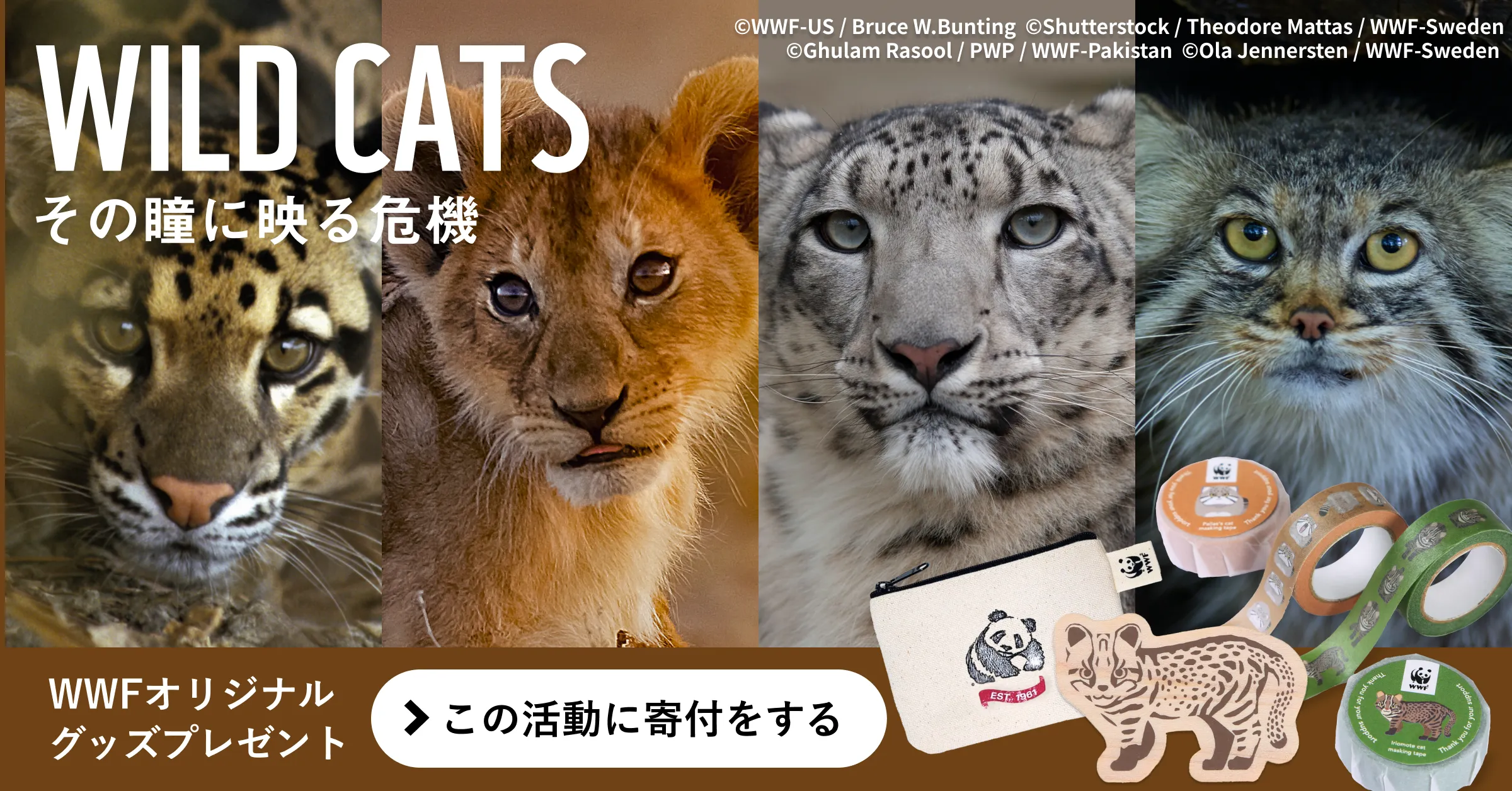 ご寄付のお願い　WILD CATS-その瞳に映る危機