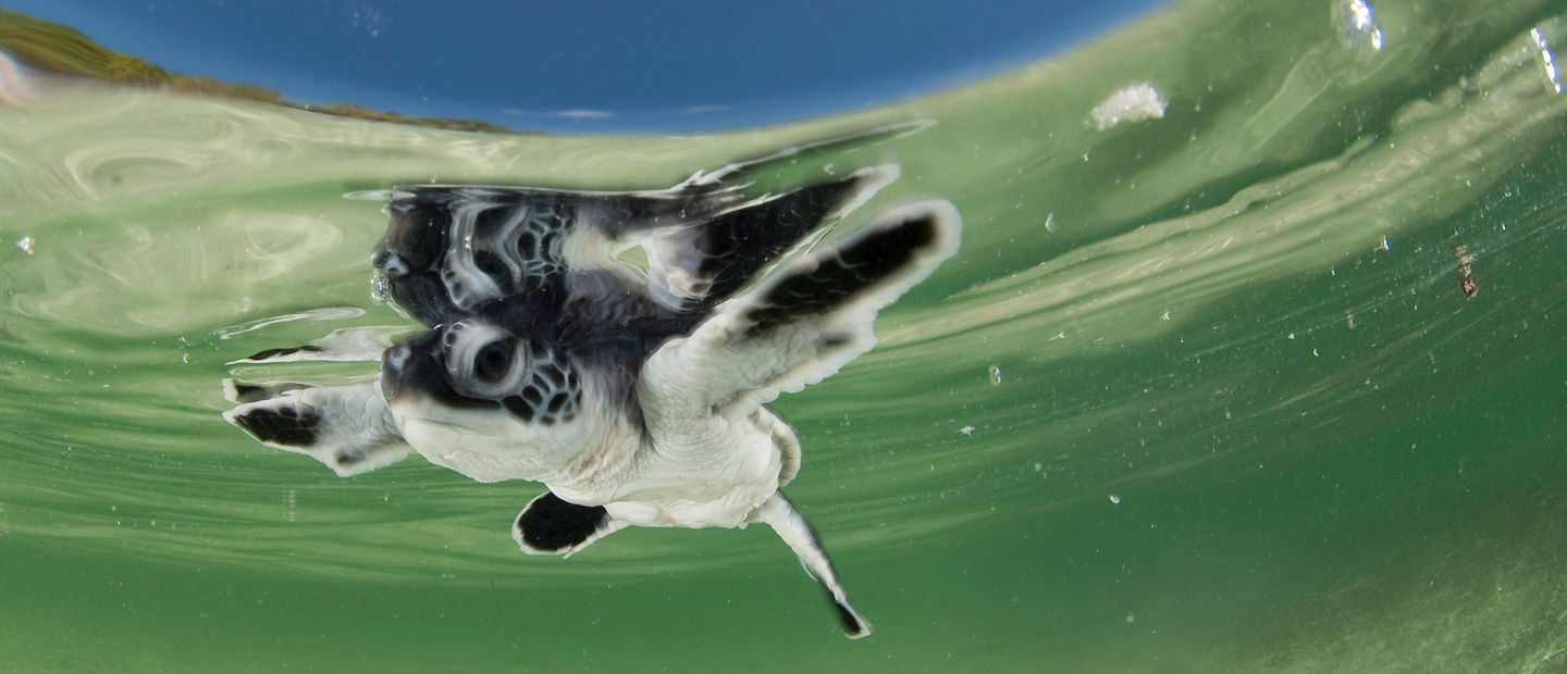 ご支援のお願い