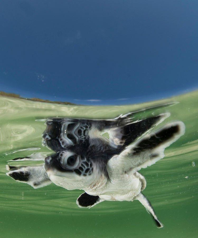 ご支援のお願い