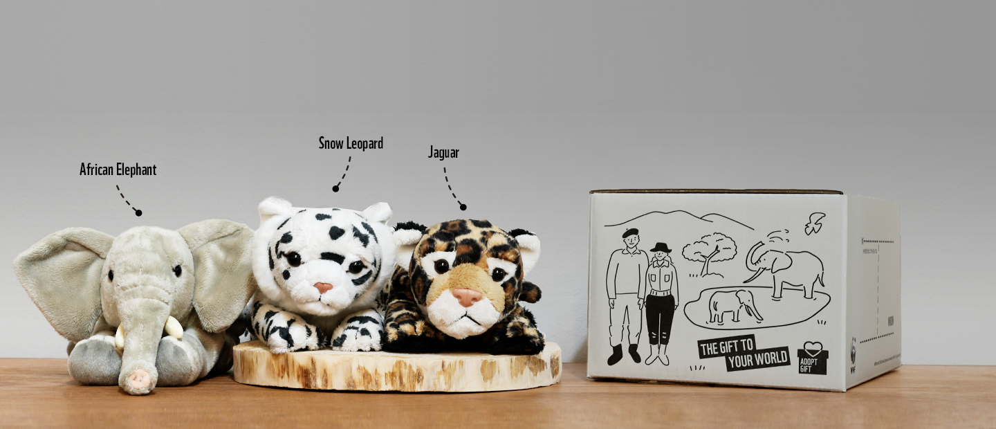 たいせつな誰かに、あるいは自分に
野生動物アドプト・ギフトを贈りませんか？