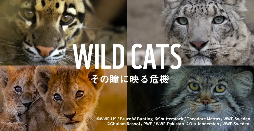 WILD CATS その瞳に映る危機