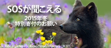 SOSが聞こえる～2015年冬 特別寄付のお願い