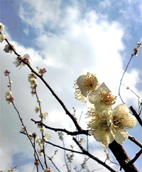 20110308b.jpg