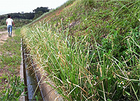 20110615c.jpg