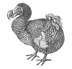 20121030dodo.jpg