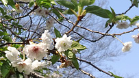 20120409b4.jpg