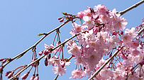 20120409b5.jpg