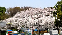 20120409b6.jpg