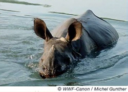 rhino11.jpg