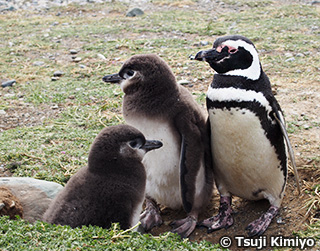 マゼラン フンボルト ガラパゴス Wwfジャパン