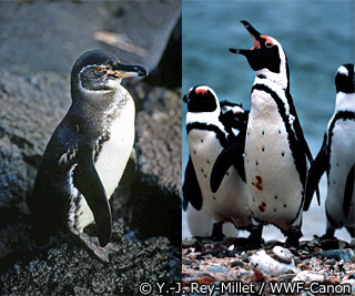 マゼラン フンボルト ガラパゴス Wwfジャパン