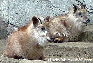 知っているようで知らない 天然記念物 Wwfジャパン