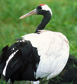 知っているようで知らない 天然記念物 Wwfジャパン