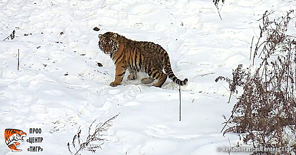 【動画あり】仔トラ、野生復帰に向けリハビリ中!イメージ