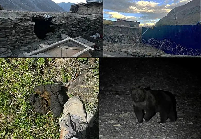 上段:ヒグマが家畜の囲いに空けた穴と、被害防除のための対策。下段:ヒグマの糞と自動カメラが夜間に捉えたヒマラヤのヒグマ。